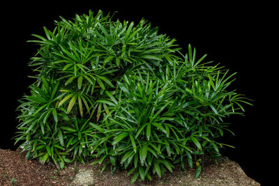 High angle view of plants growing on field