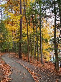 Trees growing in forest during autumn