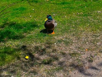 High angle view of bird on field