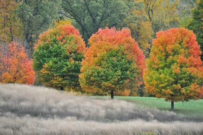 Trees in autumn