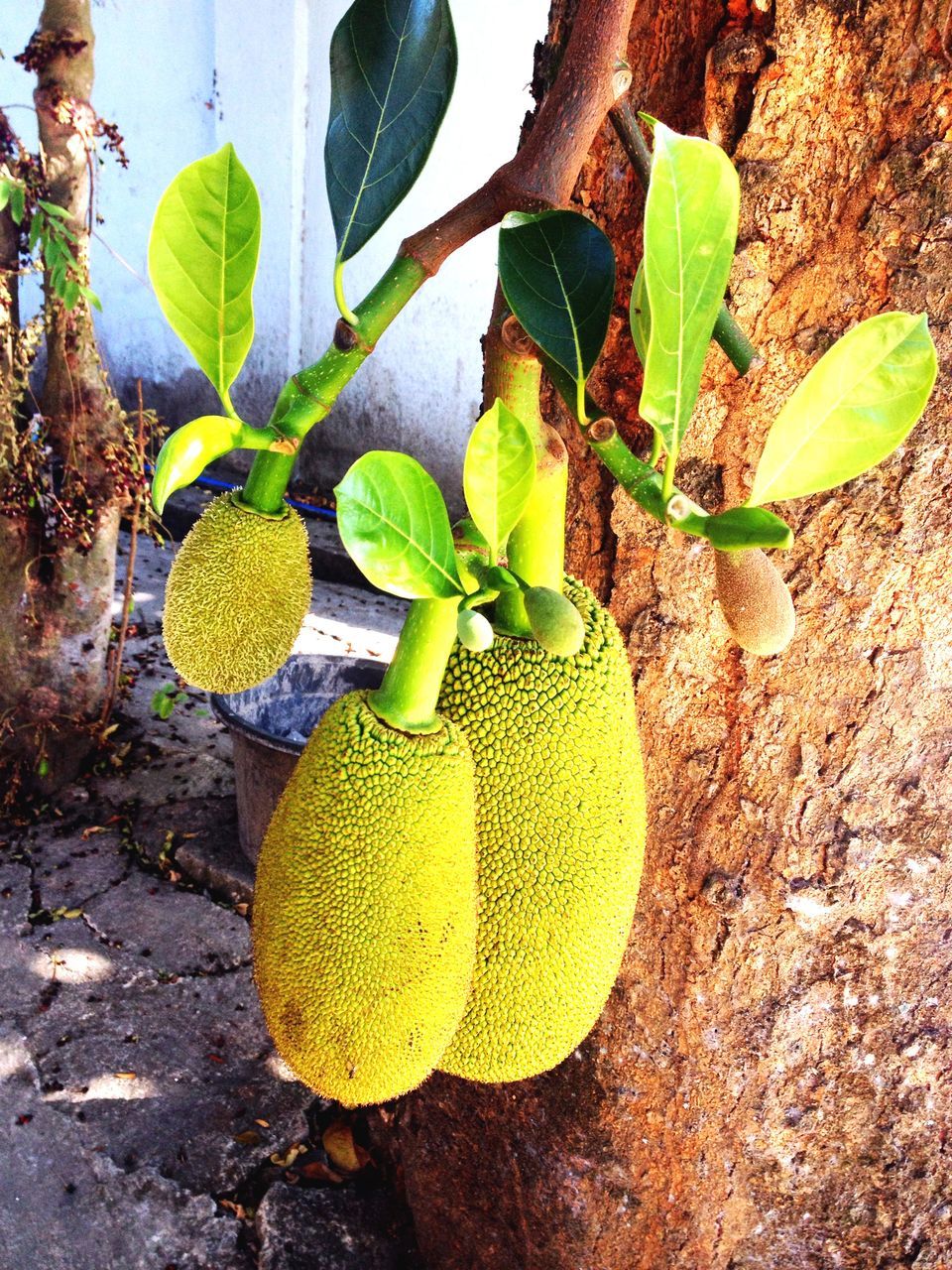 fruit, growth, leaf, green color, food and drink, freshness, tree, yellow, healthy eating, growing, nature, plant, close-up, sunlight, food, day, agriculture, hanging, outdoors, grape