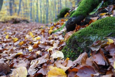 Close-up of autumn leaves on moss