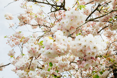 Low angle view of apple blossom blooming outdoors