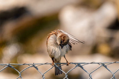 Close-up of bird perching on fence