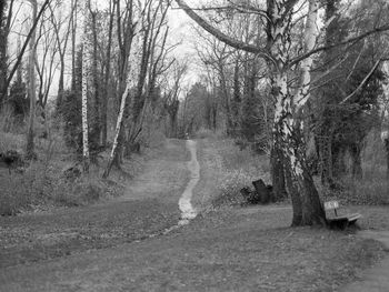 Bare trees in the forest