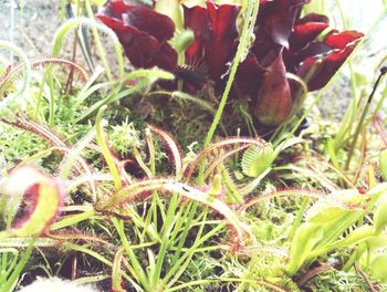 Close-up of fresh plants