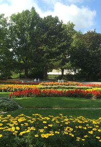 Pink flowers in park