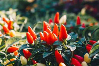 Close-up of red chili peppers on plant