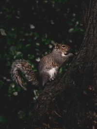 Close-up of squirrel on tree