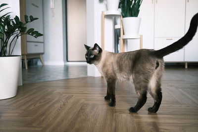 cat