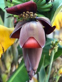 Close-up of red flowering plant