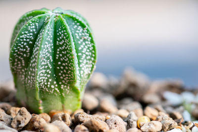 Close-up of succulent plant