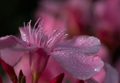 Close-up of wet pink flower