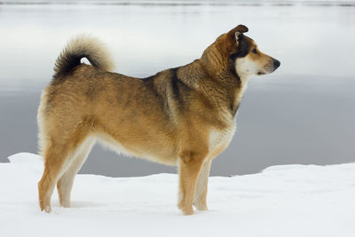 Dog on snow