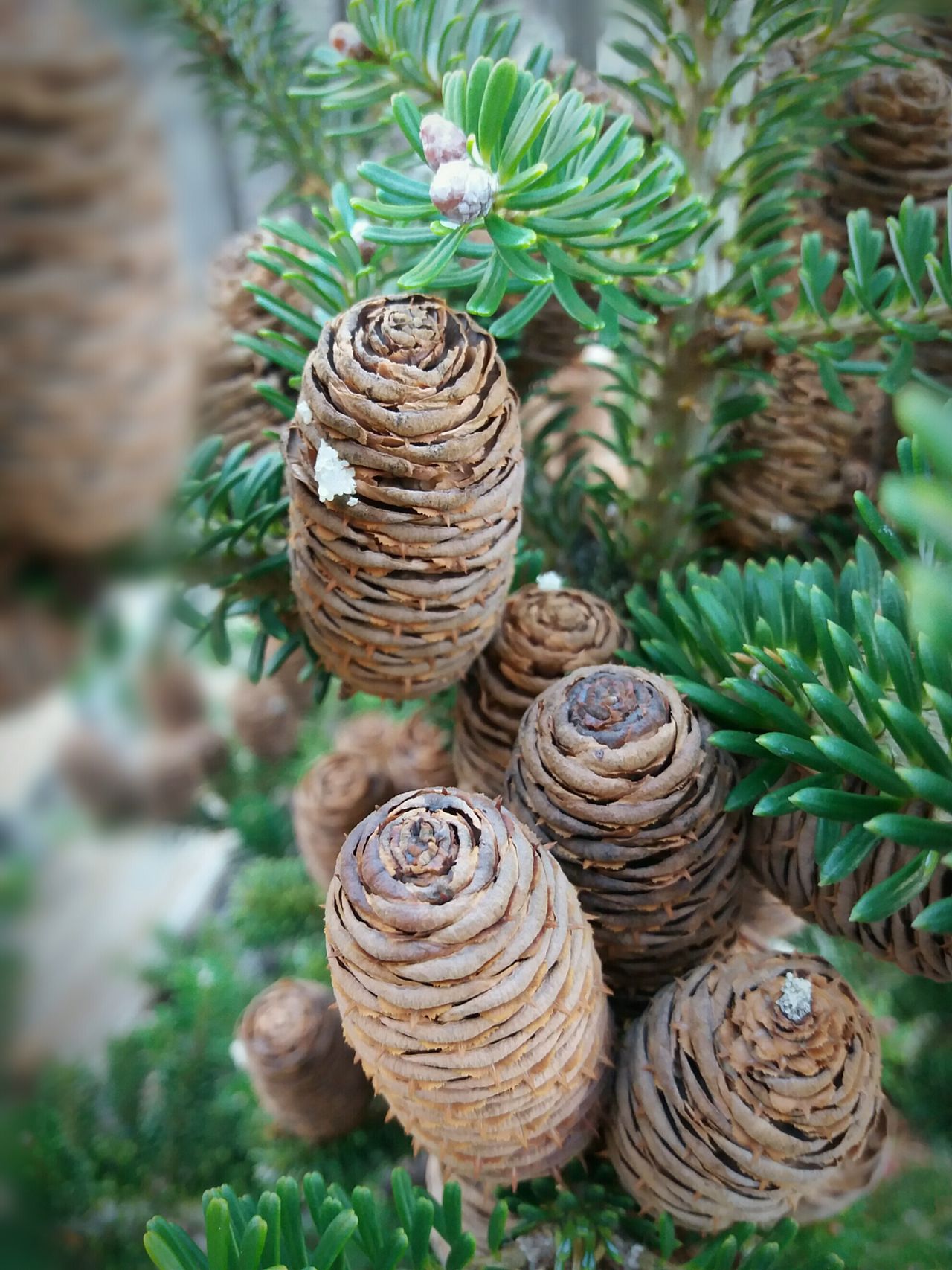 Pineneedles pine cone forest Nature no people needle - plant part beauty in nature day