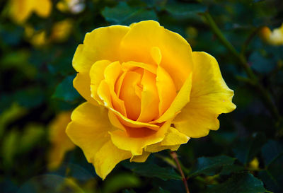 Close-up of yellow rose