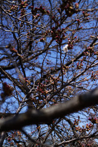 Low angle view of tree against clear sky