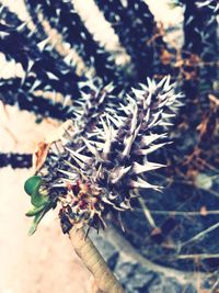 Close-up of spiked plant