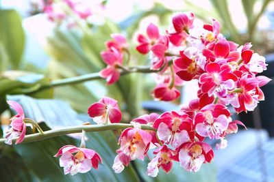 Close-up of pink bougainvillea blooming on tree