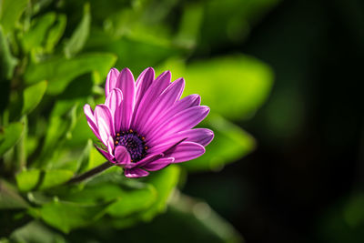 Close-up of pink flower blooming outdoors