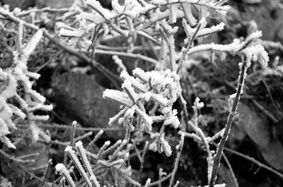 Close-up of frozen plants during winter