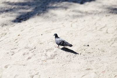 High angle view of bird on sand