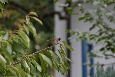 Close-up of bird perching on plant