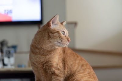 Close-up of cat looking away at home