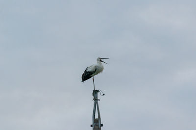 Low angle view of bird perching on a street light