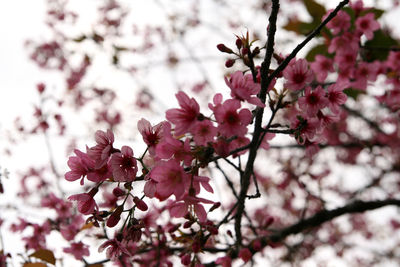 Close-up of pink cherry blossom