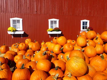 Pumpkins in market