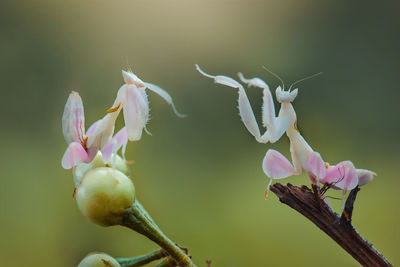 Close-up of pink flowering plant