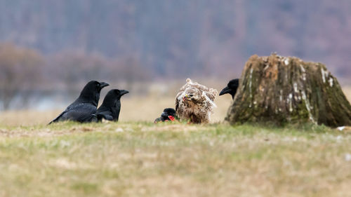 Flock of birds on a field / buzzard vs raven