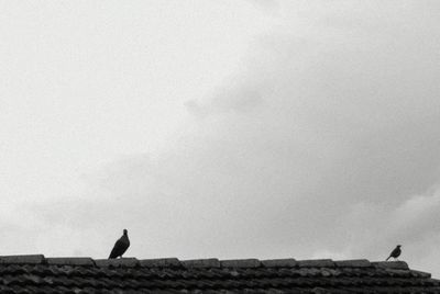 Low angle view of birds perching on railing