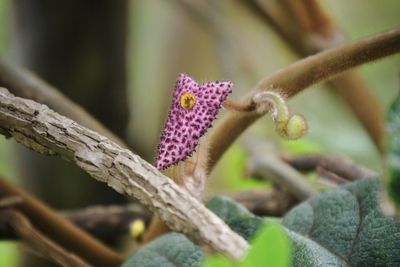 Close-up of flowering plant on branch
