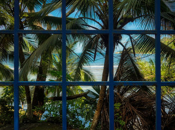 Palm trees by plants against sky