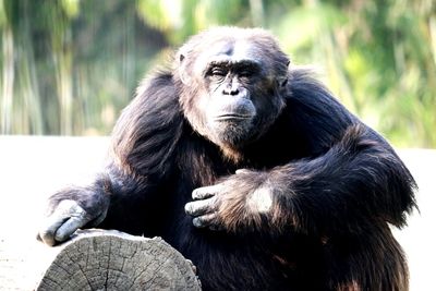 Portrait of monkey at zoo