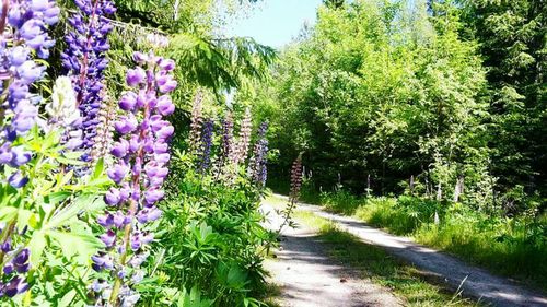 Purple flowering plants by road