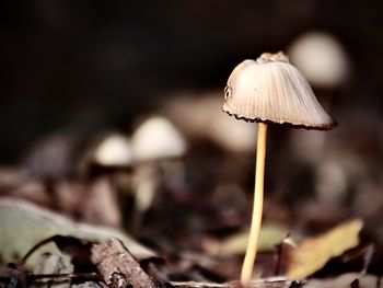 Close-up of mushroom growing on field