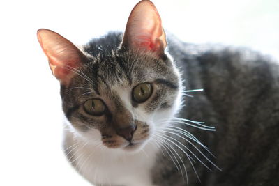 Close-up portrait of tabby cat