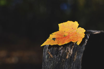 Close-up of yellow autumn leaf