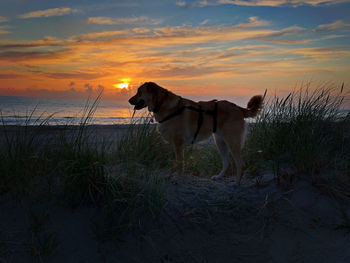 Dog standing on land against sky during sunset