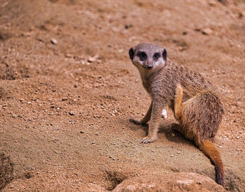 Meerkats in fromt of there cave