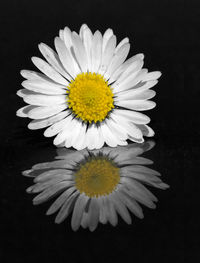 Close-up of fresh white daisy against black background