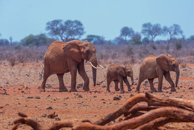 An elephant family walking in the wild