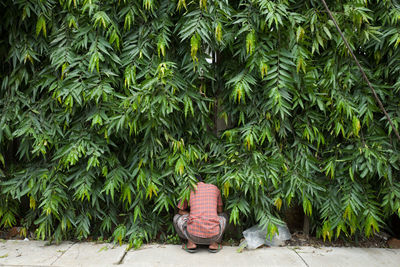 Plants growing on a tree