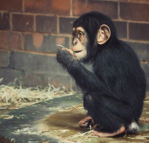 Young western chimpanzee sitting in the zoo