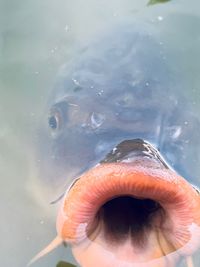 Close-up of fish swimming in sea