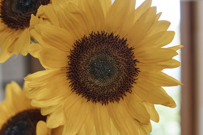 Close-up of sunflower