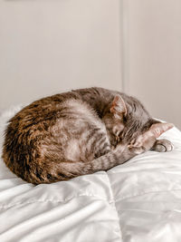 Close-up of cat sleeping on bed at home